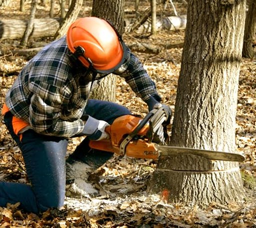 Tree Removal in Mount Hope, WI